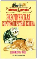 Экзотическая короткошерстная кошка