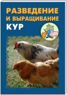 Разведение и выращивание кур