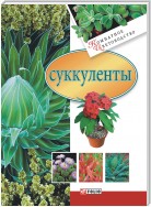 Суккуленты