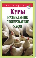 Куры. Разведение, содержание, уход