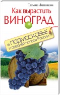 Как вырастить виноград в Подмосковье и средней полосе России