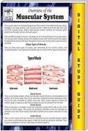 Muscular System (Blokehead Easy Study Guide)