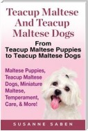 Teacup Maltese and Teacup Maltese Dogs