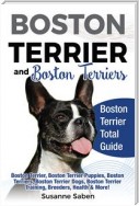 Boston Terrier and Boston Terriers