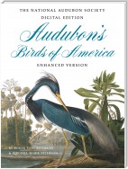 Audubon's Birds of America