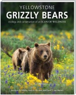 Yellowstone Grizzly Bears