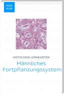 Histologie Lernkarten: Männliches Fortpflanzungssystem