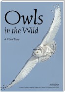 Owls In The Wild