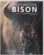 Yellowstone Bison