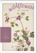 Wildflowers of Maine