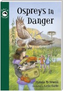 Ospreys in Danger