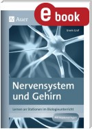 Nervensystem und Gehirn