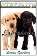 Adorable Dogs: Labradors