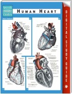 Human Heart (Speedy Study Guides)