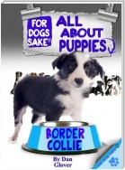 All About Border Collie Puppies