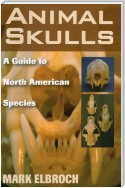 Animal Skulls