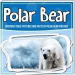 Polar Bear: Discover These Pictures And Facts Of Polar Bear For Kids