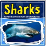 Sharks: Discover These Pictures And Facts Of Sharks For Kids