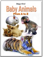 Baby Animals From A to Z