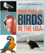 Most Popular Birds In The USA