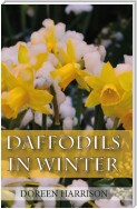 Daffodils in Winter