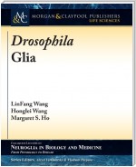 Drosophila Glia