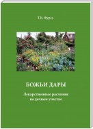 Божьи дары. Лекарственные растения на дачном участке