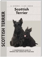 Scottish Terrier