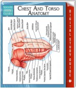 Chest And Torso Anatomy (Speedy Study Guide)