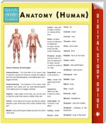 Anatomy (Human) (Speedy Study Guides)