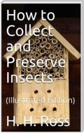 How to Collect and Preserve Insects