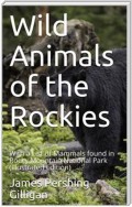 Wild Animals of the Rockies
