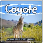Coyote: ¡Descubre fotos de coyotes para niños!