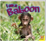 Baboon