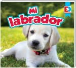 Mi labrador