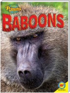 Baboons