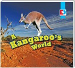 A Kangaroo's World