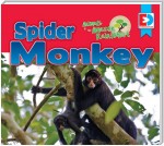 Animals of the Amazon Rainforest: Spider Monkey