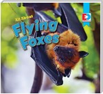 All About Flying Foxes