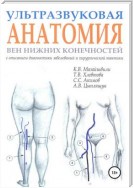 Ультразвуковая анатомия вен нижних конечностей