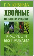 Хвойные на вашем участке: красиво и без проблем