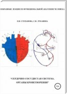 Избранные лекции по функциональной анатомии человека. «Сердечно-сосудистая система. Органы кроветворения»