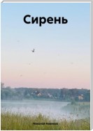 Сирень