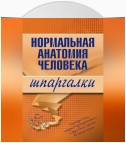 Нормальная анатомия человека