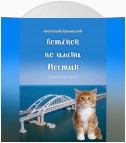 Котенок по имени Мостик