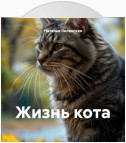 Жизнь кота