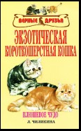 Экзотическая короткошерстная кошка