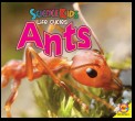 Ants